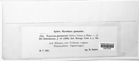 Puccinia glumarum image